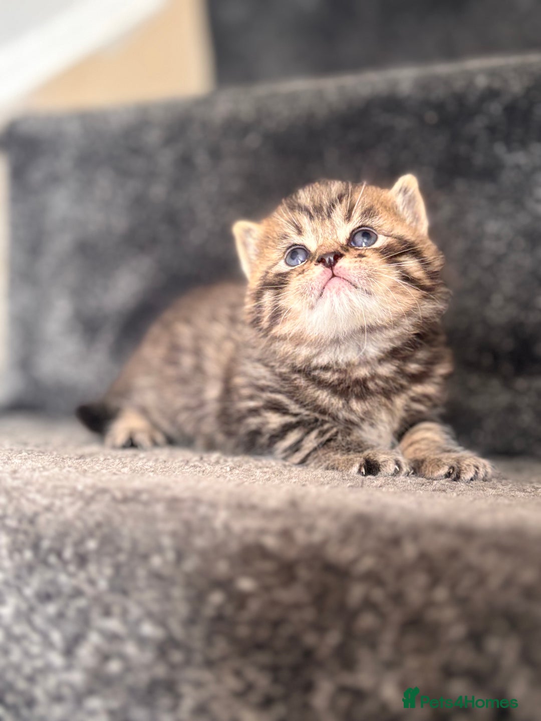 British Shorthair cats for sale: British shorthair kittens - Image 16