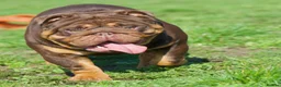 English Bulldog dogs for sale: Beautiful English Bulldog Puppies in Birmingham - Advert 7