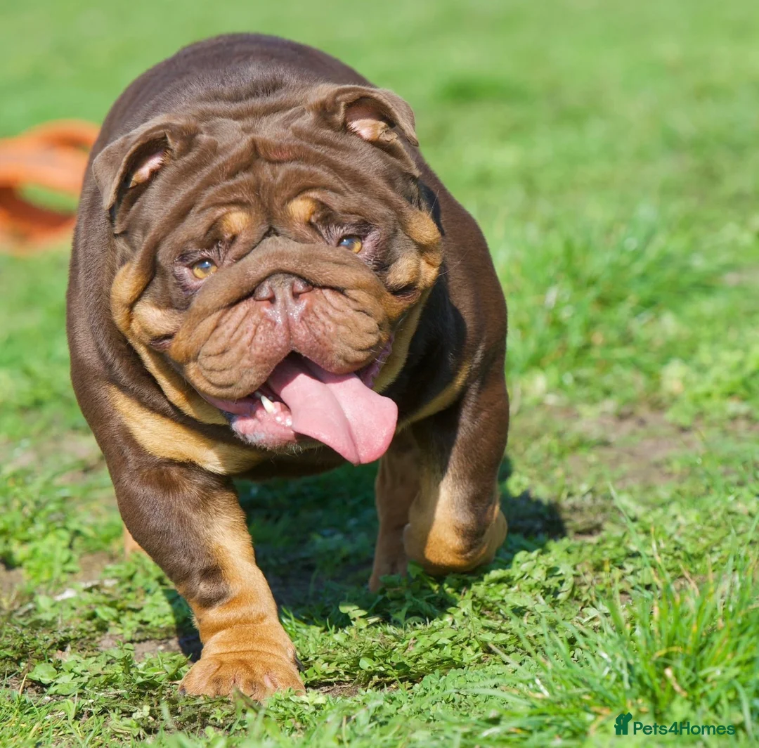 English Bulldog dogs for sale: Beautiful English Bulldog Puppies in Birmingham - Advert 7