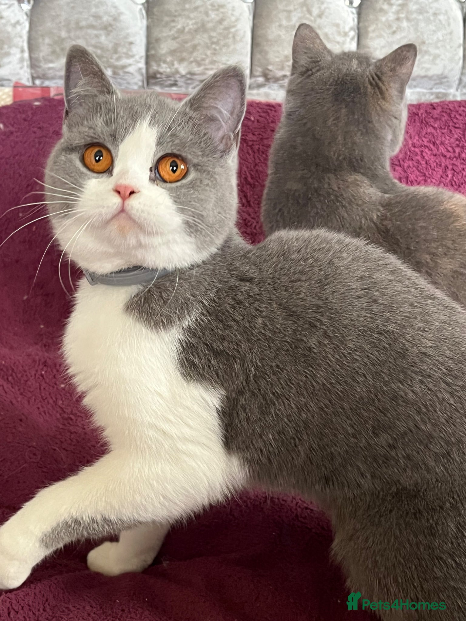 British Shorthair cats Adult  British Shorthairs - Advert 13