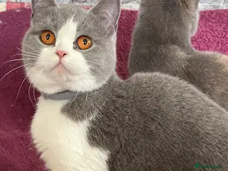 British Shorthair cats Adult British Shorthairs - Advert 13