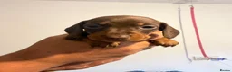 Miniature Dachshund dogs for sale: Miniature dachshund  - Advert 3