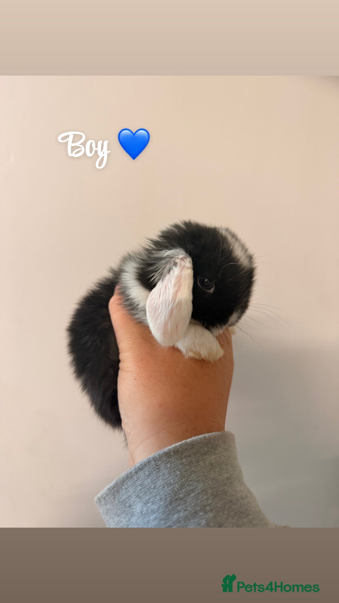 Mini Lop rabbits for sale: 5 gorgeous mini lops babies  - Advert 1