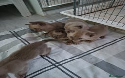 Burmese cats for sale: Burmese Kittens – Two Chocolate  - Image 2