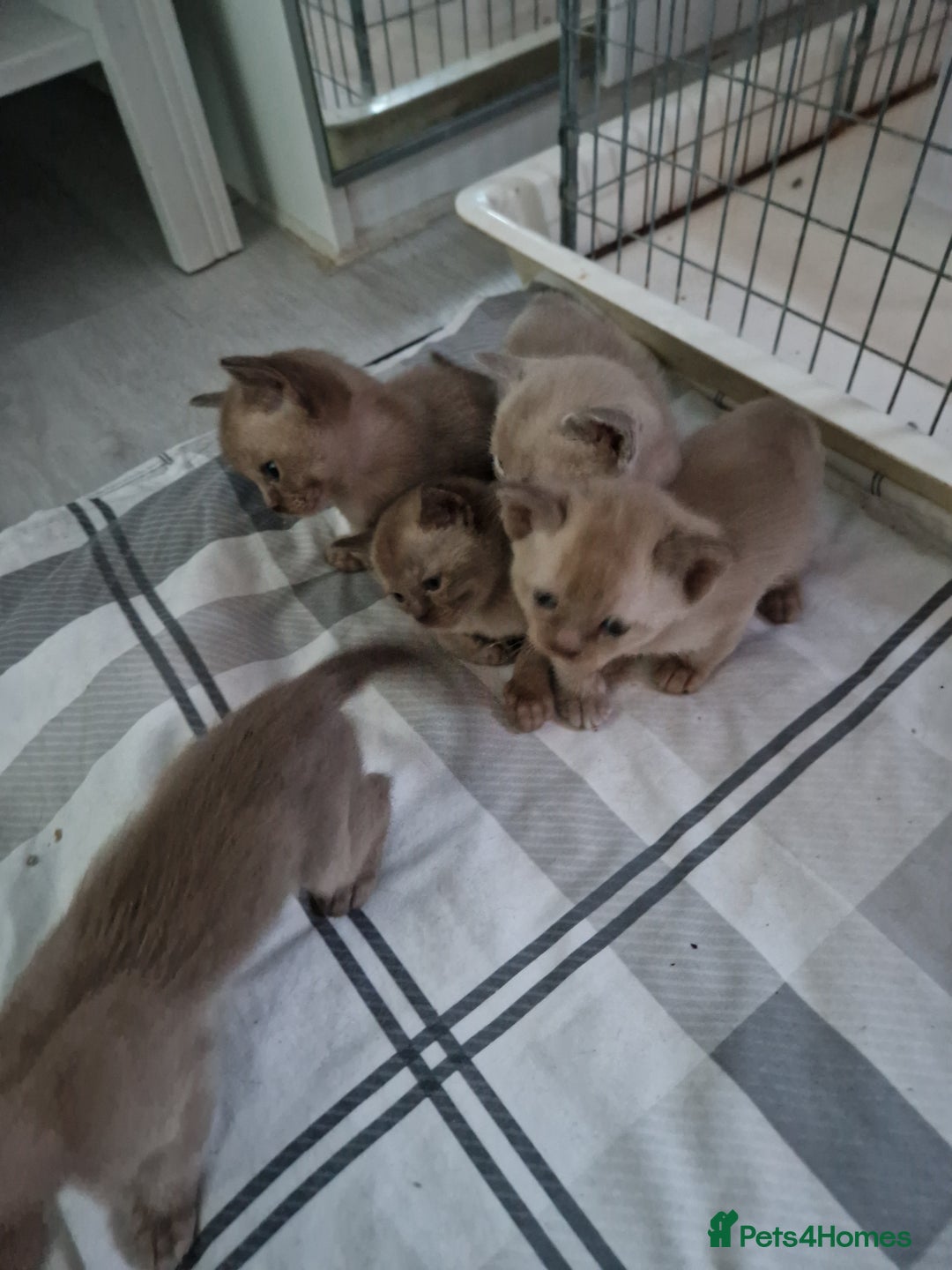 Burmese cats for sale: Burmese Kittens – Two Chocolate  - Image 2