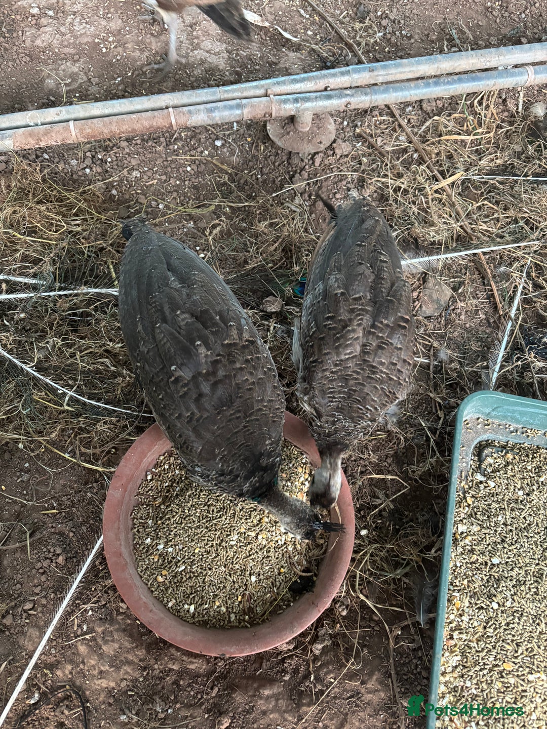 Peafowl poultry for sale: Peachicks for sale  - Image 2