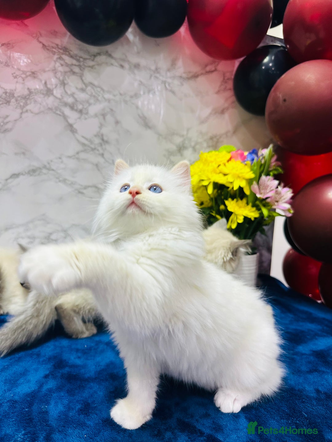 Ragdoll cats for sale: TICA Registered Magnificent Ragdoll kittens  - Image 7