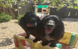 Cockapoo dogs for sale:  PRICE REDUCED: Quality F1 Black Cockapoo Puppies  - Image 11