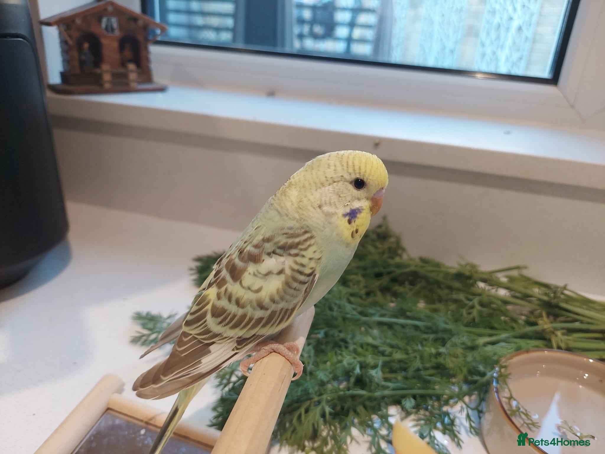 Budgerigars birds Tame Baby Budgies - Advert 4