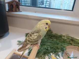 Budgerigars birds Tame Baby Budgies - Advert 12