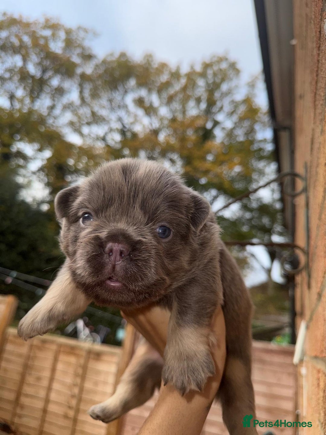 French Bulldog dogs for sale: Lilac & tan fluffies/ **  - Advert 14