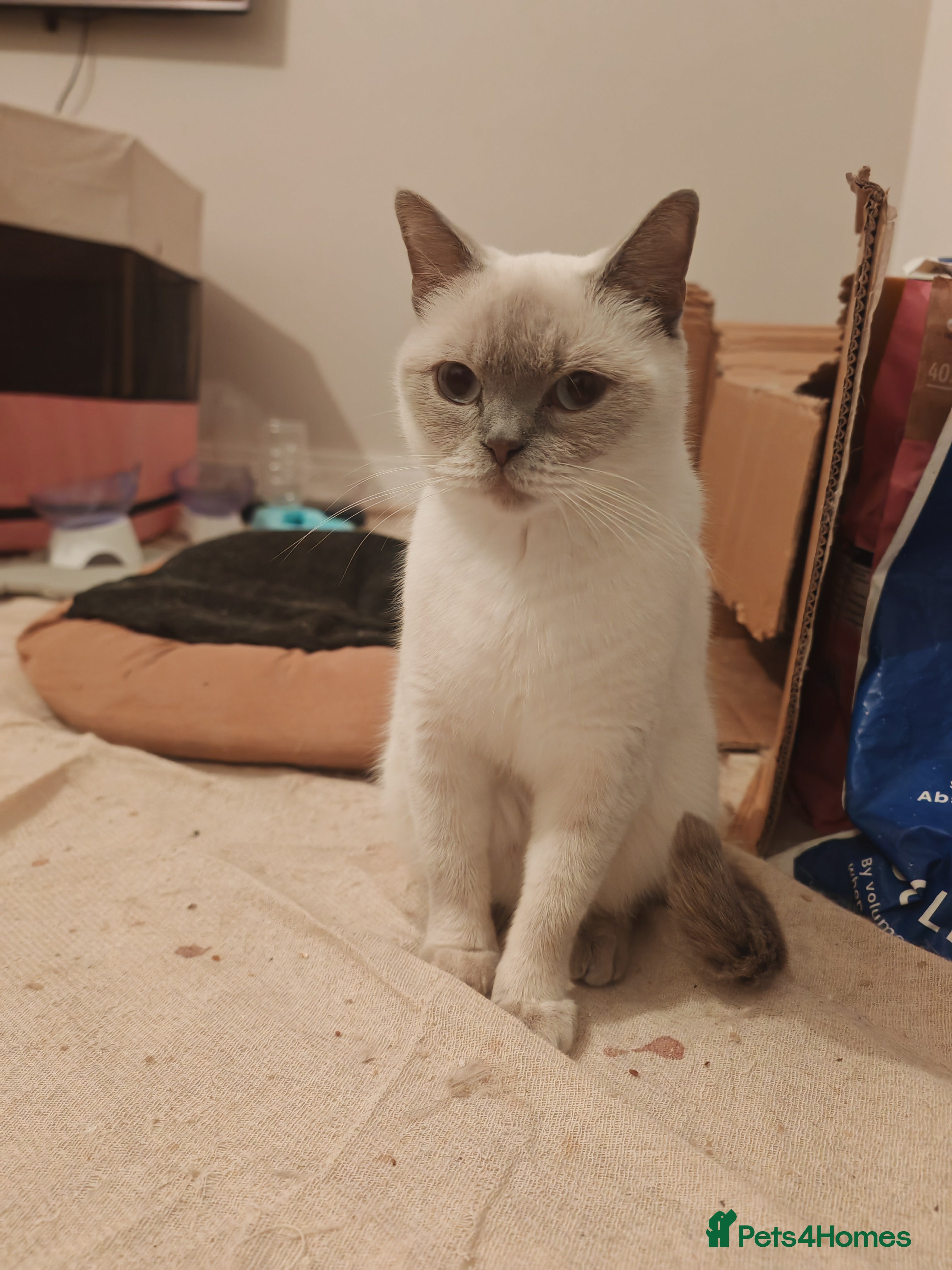 British Shorthair cats Millie available Pegidree adult loving BSH - Advert 18