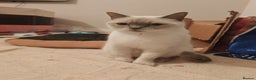 British Shorthair cats for sale: Millie available Pegidree adult loving BSH - Advert 1