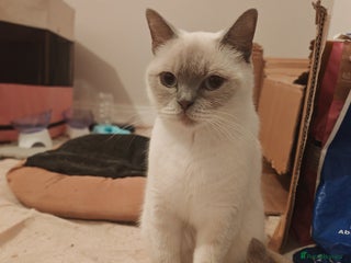 British Shorthair cats Millie available Pegidree adult loving BSH - Advert 7