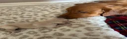 Golden Retriever dogs for sale: Golden Retriever Puppies (From 2 x Champion line) - Advert 13