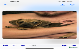 Mixed Breed dogs for sale: Dachshund x pug puppies - Image 2