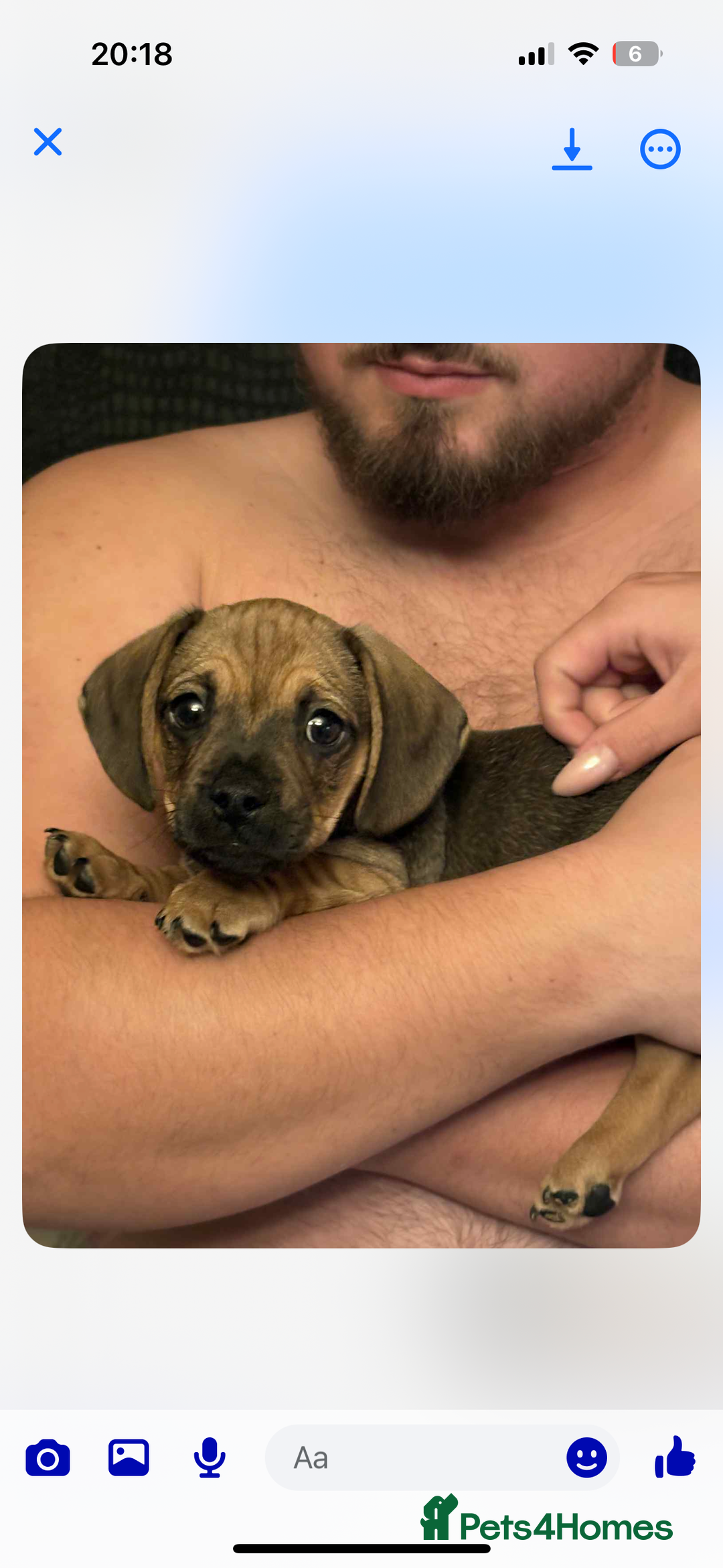 Mixed Breed dogs for sale: Dachshund x pug puppies - Image 2