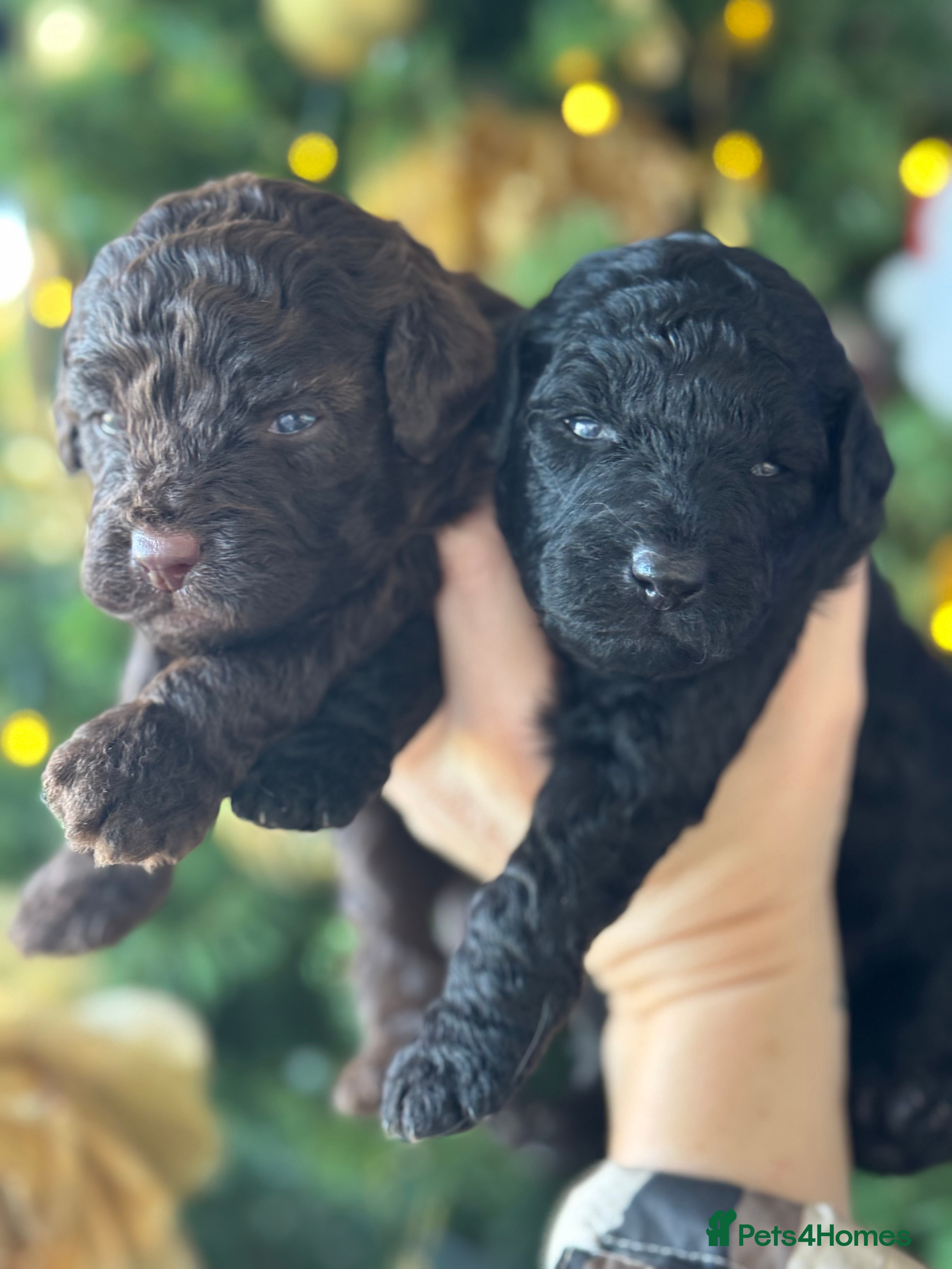 Aussiedoodle dogs Miniature Aussie Doodle Pups 🐾 ❤️ - Advert 7