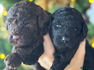 Aussiedoodle dogs Miniature Aussie Doodle Pups 🐾 ❤️ - Advert 6