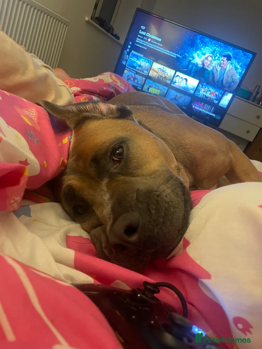 Cane Corso dogs for sale: Cane corso for rehoming - Advert 6