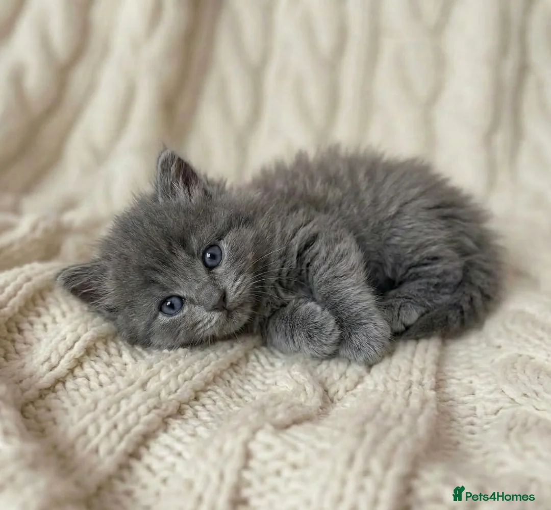 Ragdoll cats for sale: Beautiful Ragdoll Kittens 🤍 - Advert 2