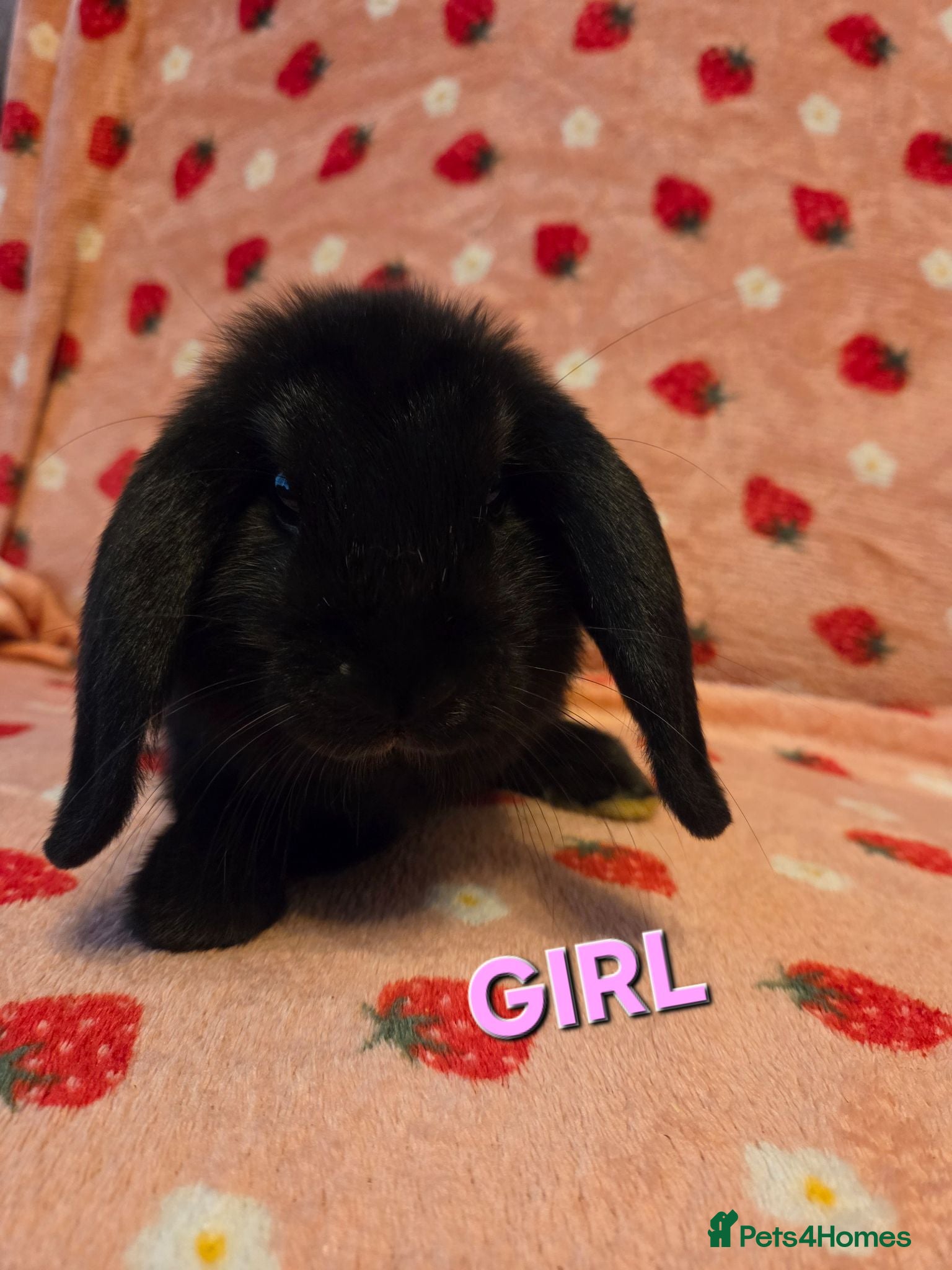 Dwarf Lop rabbits Chunky mini lop 2 girls left - Advert 1