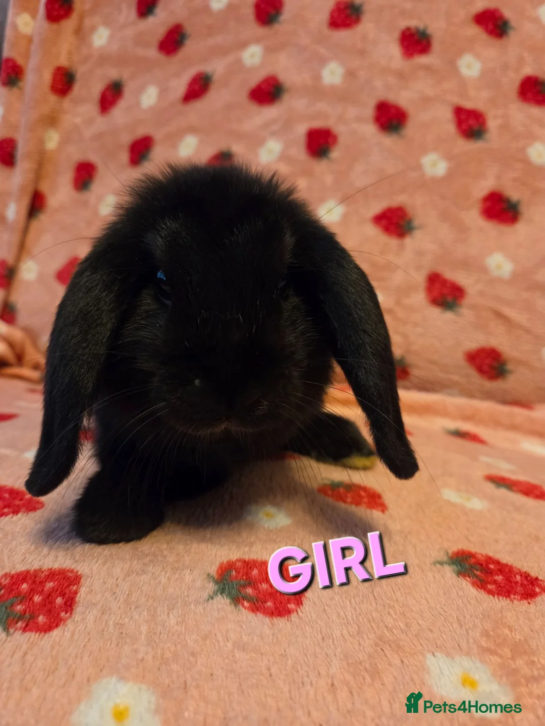 Dwarf Lop rabbits for sale: Chunky mini lop 2 girls left - Advert 1