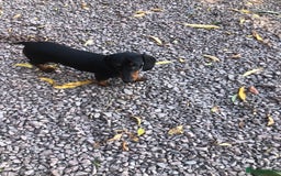 Dachshund dogs for sale: Beautiful Sweeney Dachshunds in Newark - Image 1