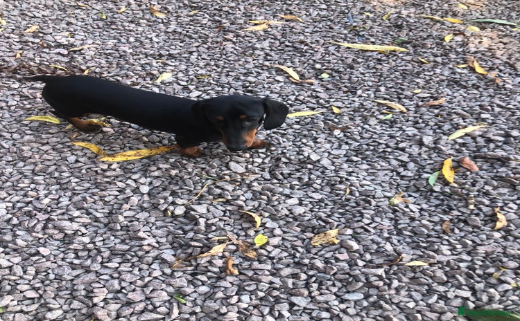 Dachshund dogs in Newark - Advert 5