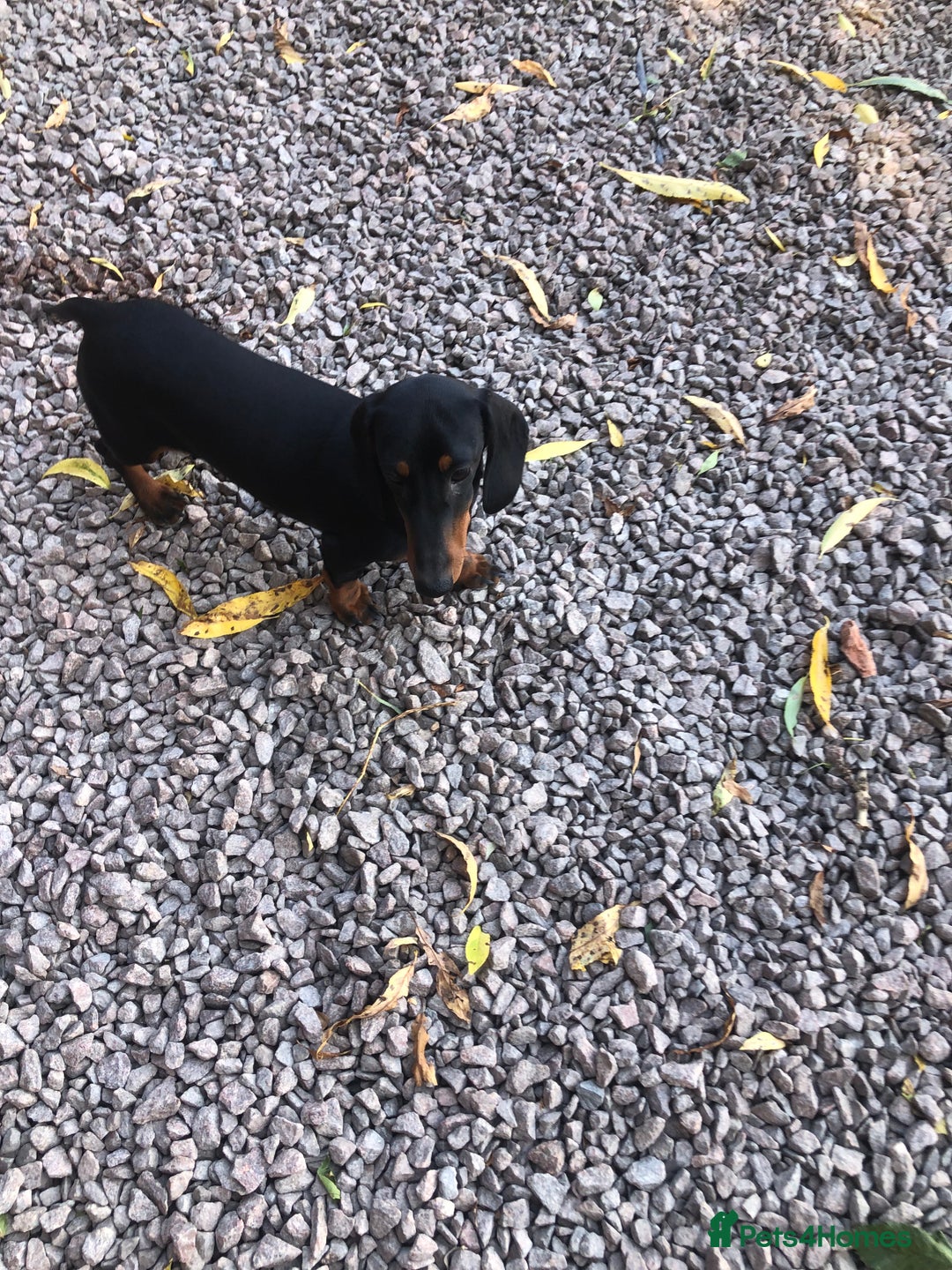 Dachshund dogs for sale: Beautiful Sweeney Dachshunds in Newark - Image 1