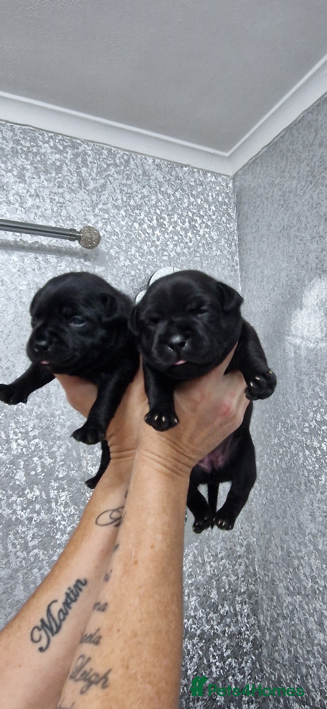 Staffordshire Bull Terrier dogs for sale: 4 Kc Reg Staffordshire Bull Terrier Females 🩷 - Advert 12