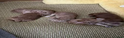 Cockapoo dogs for sale: Adorable puppies for Reservation in Deeside - Advert 4