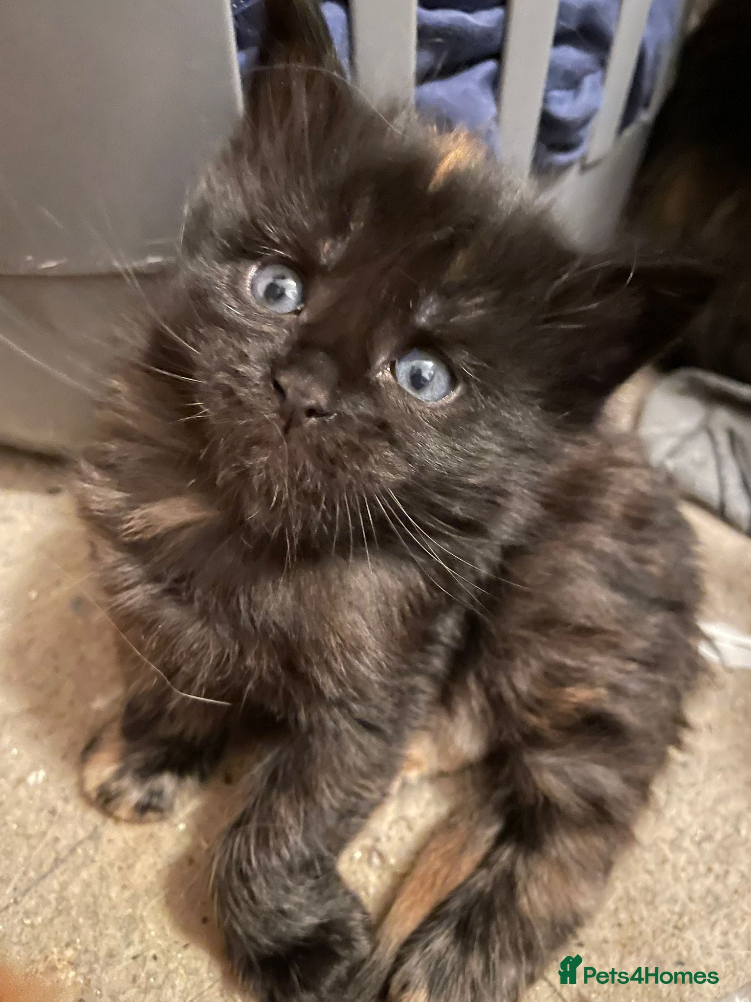 Maine Coon cats Maine coon kittens born 20 December 2025 - Advert 4