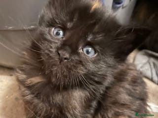 Maine Coon cats Maine coon kittens born 20 December 2025 - Advert 6