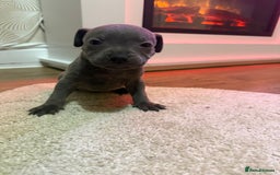 Staffordshire Bull Terrier dogs for sale: 9 Beautiful blue staff puppy’s !  - Image 5