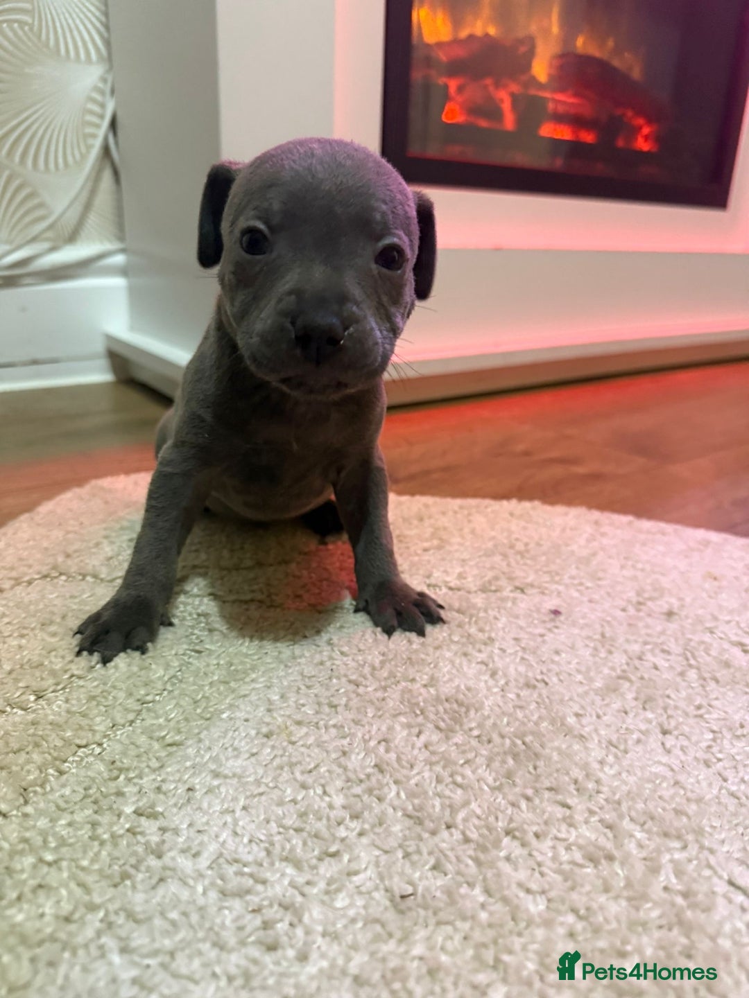 Staffordshire Bull Terrier dogs for sale: 9 Beautiful blue staff puppy’s !  - Image 5
