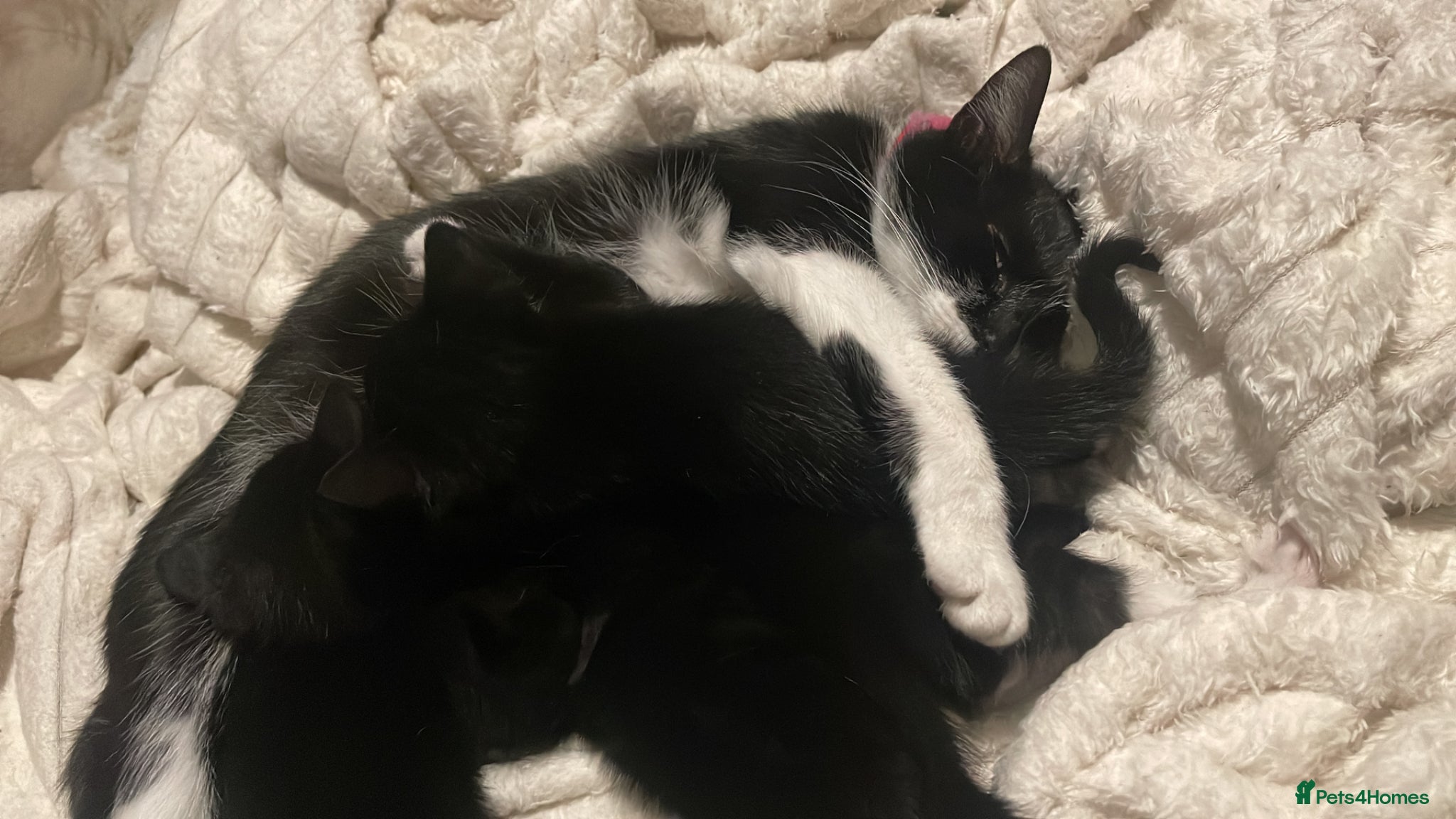 Domestic Shorthair cats Kittens for sale.  - Advert 9