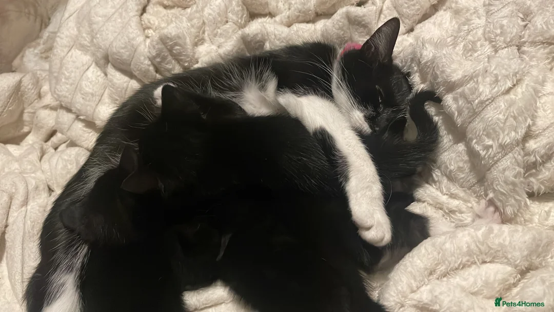 Domestic Shorthair cats for sale: Kittens for sale.  in Stockport - Advert 1