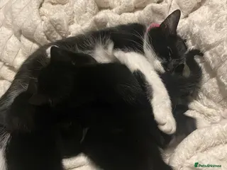 Domestic Shorthair cats Kittens for sale. - Advert 9