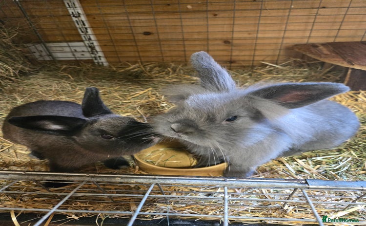 Netherland Dwarf rabbits - Advert 16