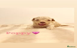 Miniature Poodle dogs for sale: Miniature Poodle  - Advert 10