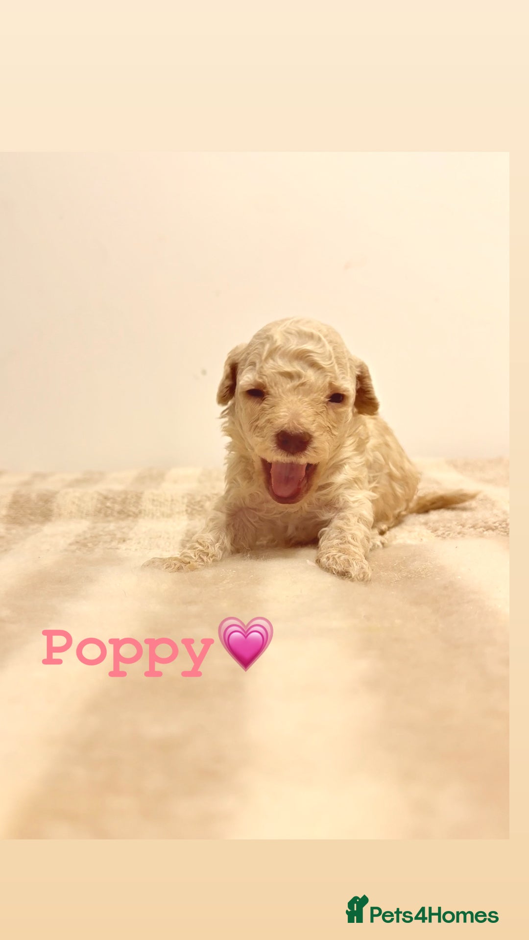 Miniature Poodle dogs for sale: Miniature Poodle  - Advert 10