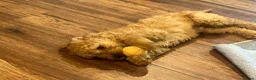 Cockapoo dogs for sale: Cockapoo Puppies- only 1 remaining - ready now  - Advert 34