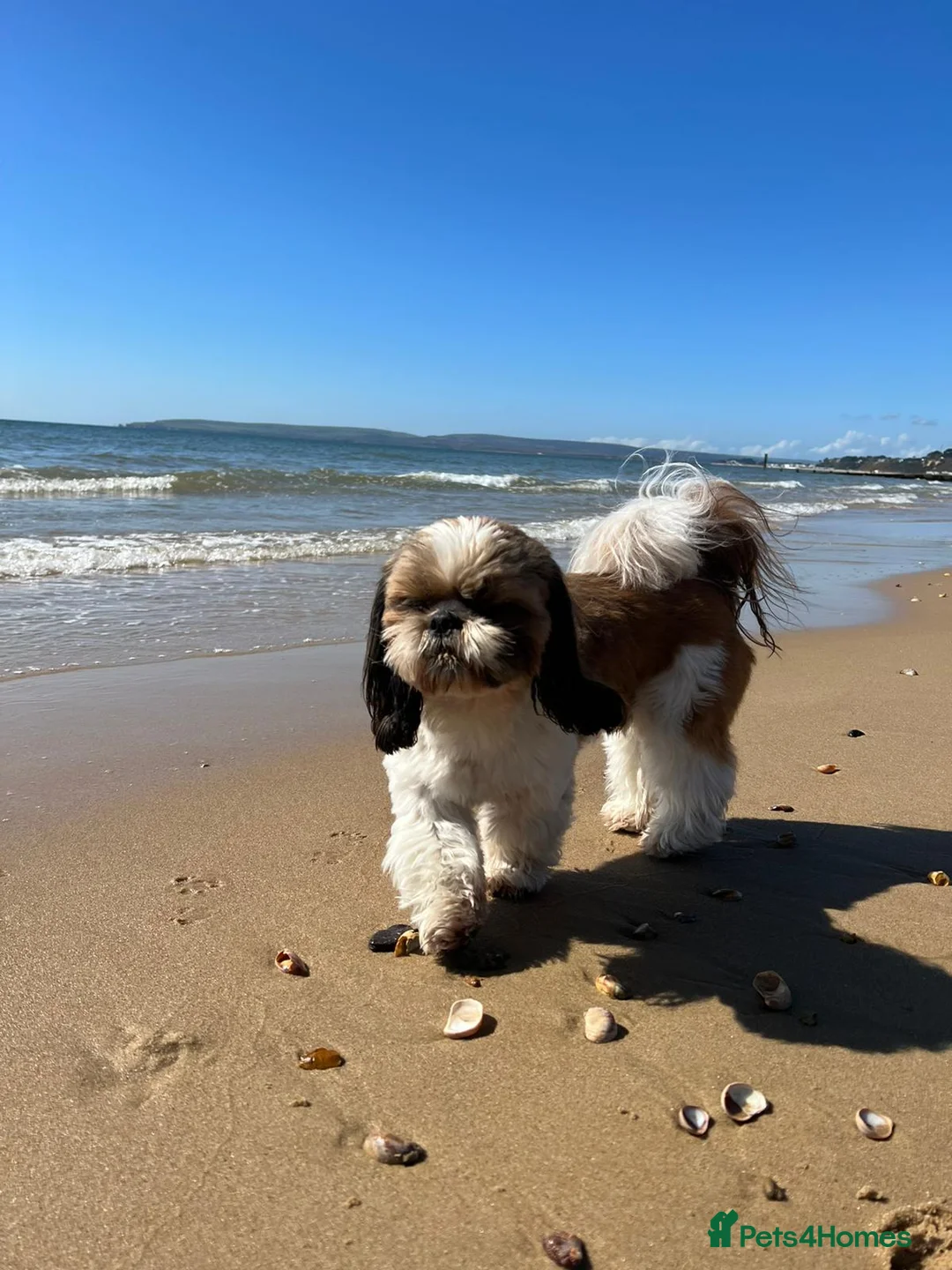 Shih Tzu dogs for sale: KC Registered Shih Tzu Puppies - Home Raised - Advert 29