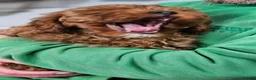 Cavapoo dogs for sale: Beautiful Litter of F1 Red Cavapoos Health Tested - Advert 3