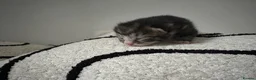 Mixed Breed cats for sale: 4 mixed breed kittens - Advert 4