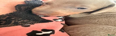 Miniature Dachshund 5