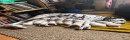 Dalmatian dogs for sale: Beautiful KC reg Dalmatian pups - Advert 23