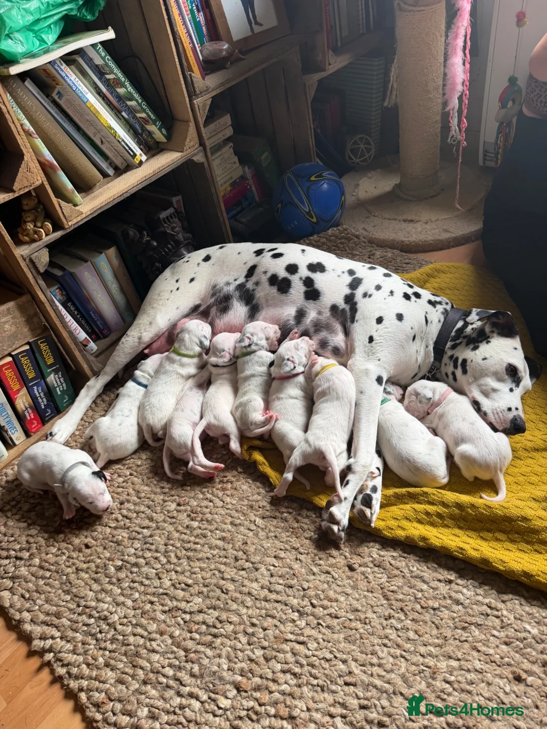 Dalmatian dogs for sale: Beautiful KC reg Dalmatian pups - Advert 23