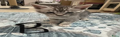 Bengal Kitten 2